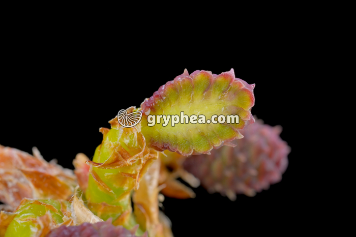 Pin sylvestre - jeune cône femelle en CL (Pinus sylvestris, Pinaceae) - gryphea.org